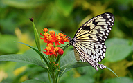 Paper Kite (Idea leuconoe)